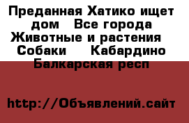 Преданная Хатико ищет дом - Все города Животные и растения » Собаки   . Кабардино-Балкарская респ.